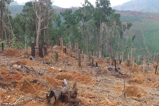 Cán bộ, công chức chống lưng cho phá rừng, lấn chiếm đất lâm nghiệp?