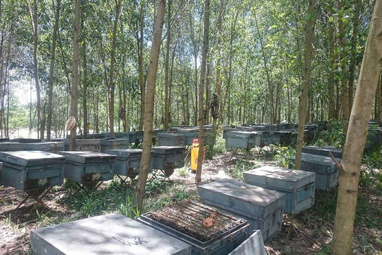 Thừa Thiên Huế: Dân nuôi ong bất ngờ vì bị UBND xã thu phí