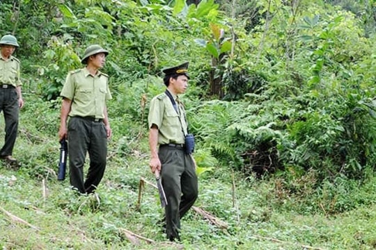 Chủ động phòng, chống cháy rừng