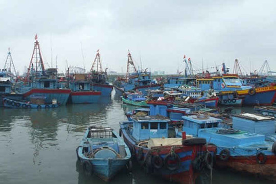 Bà Rịa – Vũng Tàu: Xây dựng khu hậu cần nghề cá kết hợp tránh trú bão tại huyện Đất Đỏ