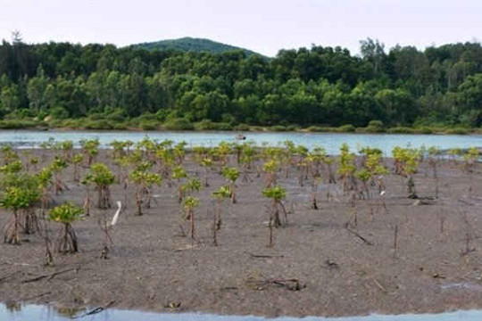 Hủy toàn bộ diện tích rừng đước trong Dự án "Ứng phó với biến đổi khí hậu"