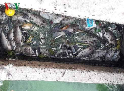 Cá chết hàng loạt gây ô nhiễm nặng tại hồ Bắc Hà, TP Hà Tĩnh