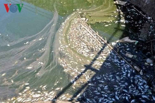 Cà Mau: Cá chết hàng loạt trên nhiều tuyến kênh rạch