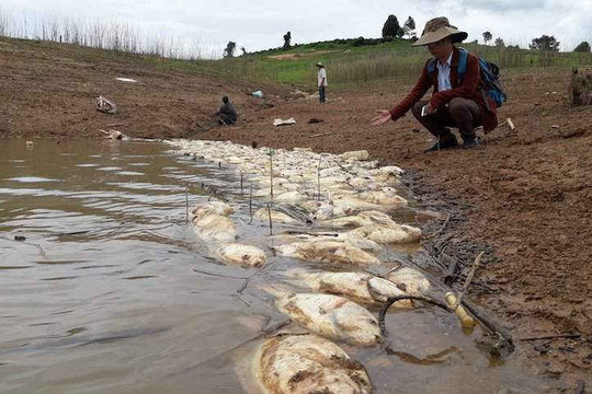 Hàng chục tấn cá chết bất thường ở Kon Tum: Do thiếu ô xy
