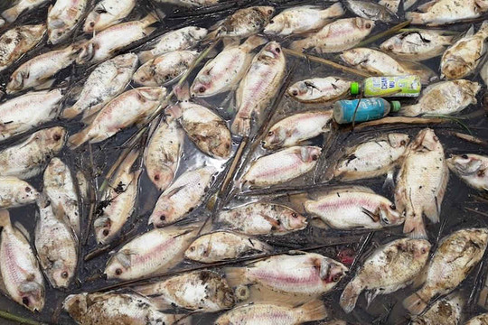 Kon Tum: Hàng chục tấn cá lồng chết do thiếu ô xy