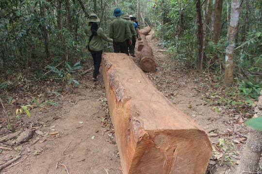 Gia Lai: 345 vụ vi phạm Luật bảo vệ và phát triển rừng trong 6 tháng đầu năm