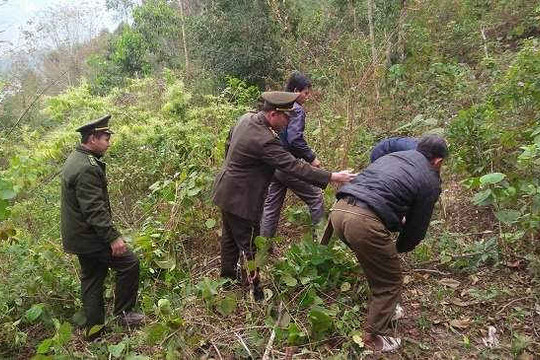 Sơn La: Gia tăng số vụ vi phạm Luật Bảo vệ và phát triển rừng