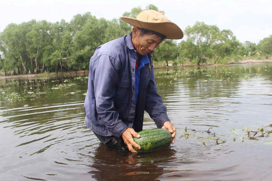 Nông dân trồng dưa hấu ở Quảng Trị "trắng tay" sau bão số 4