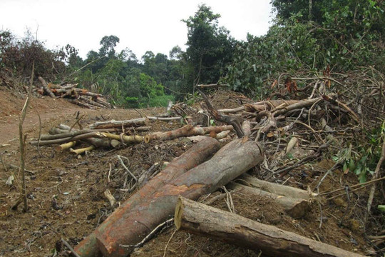 Phú Yên: Phát hiện sai phạm tại hàng loạt dự án chuyển đổi mục đích sử dụng rừng
