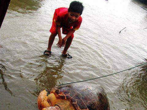 Thả rùa biển quý hiếm nặng 70kg về biển