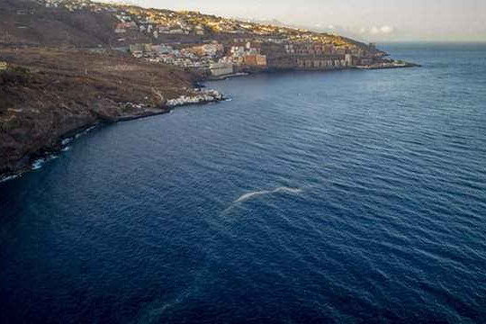Các du khách đảo Canary cảnh báo tránh tảo biển "mùn cưa" độc hại