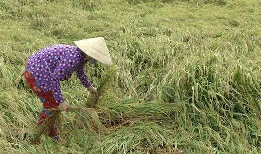 Kiên Giang: Ngập lụt gây thiệt hại hơn 6.000ha lúa ở huyện Hòn Đất