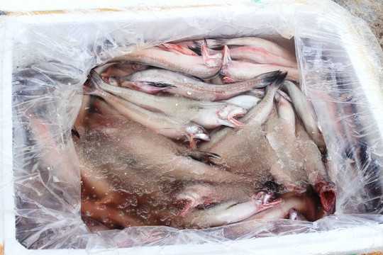 Quảng Ninh: Tiêu hủy gần 1 tấn cá khoai đông lạnh không rõ nguồn gốc