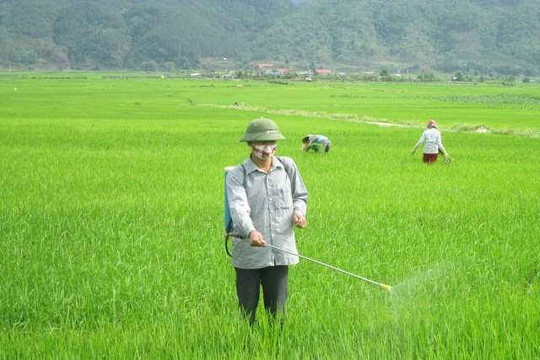 Lai Châu: Chủ động phòng trừ sâu bệnh hại lúa