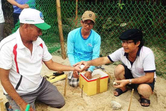 Quảng Nam: Tiếp nhận 450 trứng rùa về đảo Cù Lao Chàm nghiên cứu