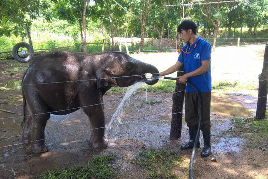 Đắk Lắk hiện thực hóa "Dự án khẩn cấp bảo tồn voi"