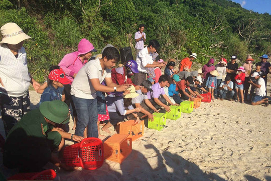 Quảng Nam: Thả hàng trăm rùa con về môi trường biển