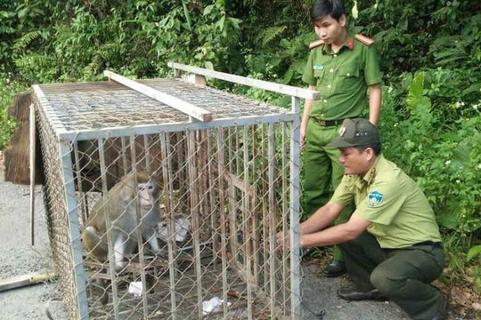 Thả 2 cá thể khỉ về môi trường tự nhiên bán đảo Sơn Trà