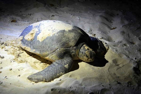 Bà Rịa – Vũng Tàu:  Bảo vệ rùa biển và các loài động vật hoang dã