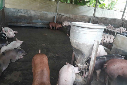 Hương Trà (Thừa Thiên Huế): Trang trại nuôi lợn gây ô nhiễm kéo dài, dân bức xúc