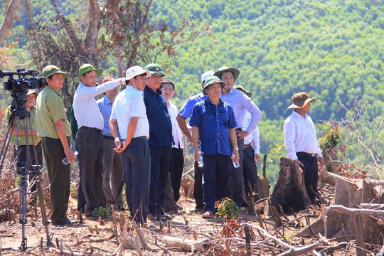 Bình Định: Tất cả các cơ quan chức năng vào cuộc, điều tra, xử lý nghiêm vụ phá rừng ở huyện An Lão