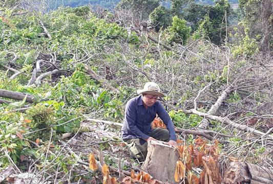 Tân Kỳ (Nghệ An): Hàng chục héc ta rừng phòng hộ bị "cạo trọc"