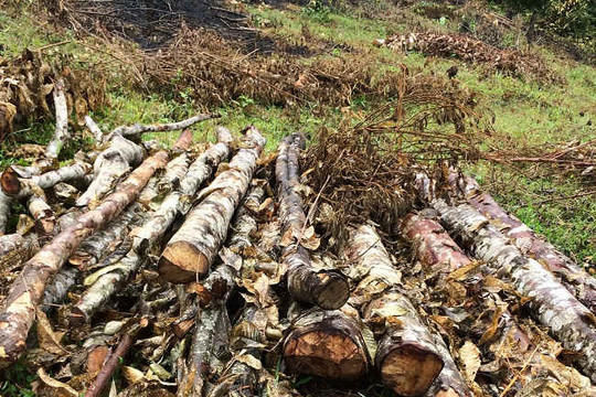 Điện Biên: Ngăn chặn tình trạng phá rừng đặc dụng Pá Khoang