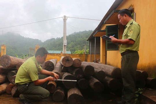 Điện Biên: Xử lý 322/489 vụ vi phạm Luật Bảo vệ và Phát triển rừng