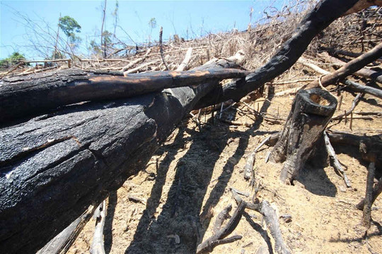 Thủ tướng yêu cầu điều tra, làm rõ phản ánh phá rừng phòng hộ ở Quảng Nam