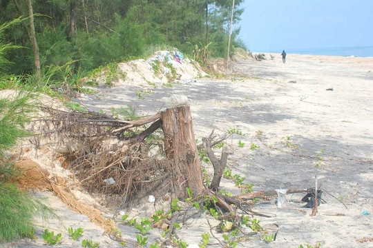 Thừa Thiên Huế: Biển xâm thực đe dọa gần 700 hộ dân Vinh Hải