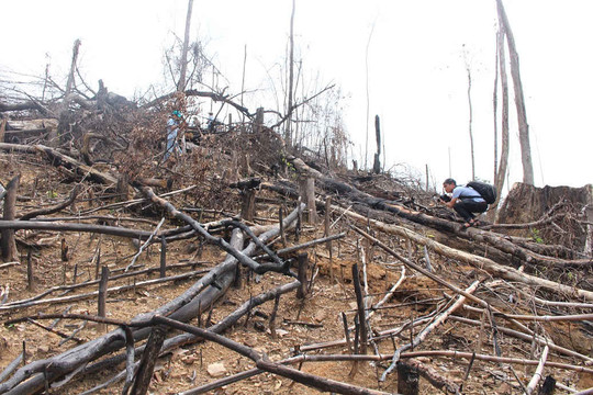 Quảng Ngãi: Khẩn trương làm rõ vụ phá rừng ở huyện Ba Tơ
