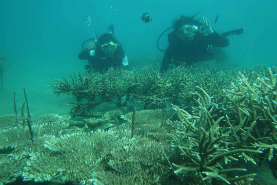 Quảng Nam: Phục hồi thành công nhiều loài  san hô cứng tại Khu bảo tồn biển Cù Lao Chàm