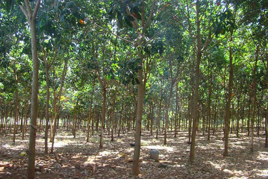 Bà Rịa – Vũng Tàu: Sẽ chuyển 1.000 ha đất trồng cao su sang phát triển nông nghiệp công nghệ cao