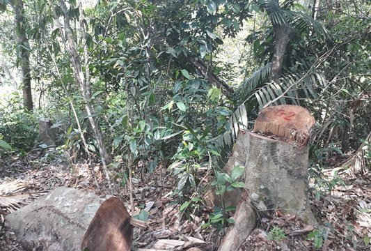 Quỳ Hợp (Nghệ An): Rừng Khe Ngọa bị lâm tặc chặt phá nghiêm trọng