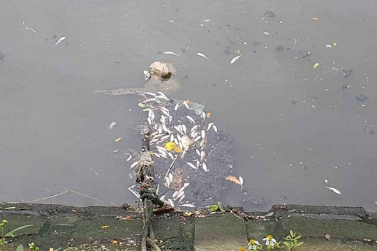 Đà Nẵng: Cá lại chết trên sông Phú Lộc