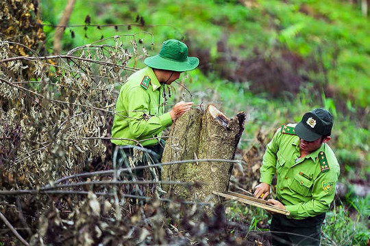 Điện Biên: Đề nghị truy cứu trách nhiệm hình sự đối với các cá nhân phá rừng đặc dụng Mường Phăng