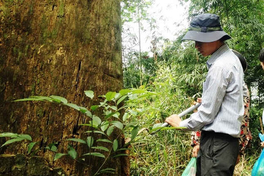 Thủ tướng phê duyệt Dự án Chăm sóc, bảo tồn cây xích tùng Yên Tử