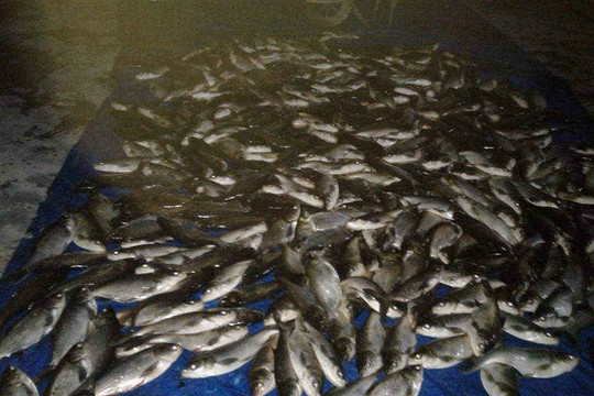Thừa Thiên Huế: Thiếu ôxi, cá nuôi lồng trên sông Đại Giang chết hàng loạt