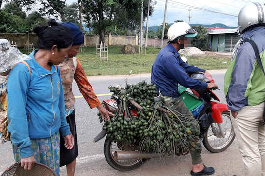 Thương lái đang vét sạch cau non ở Gia Lai, Kon Tum