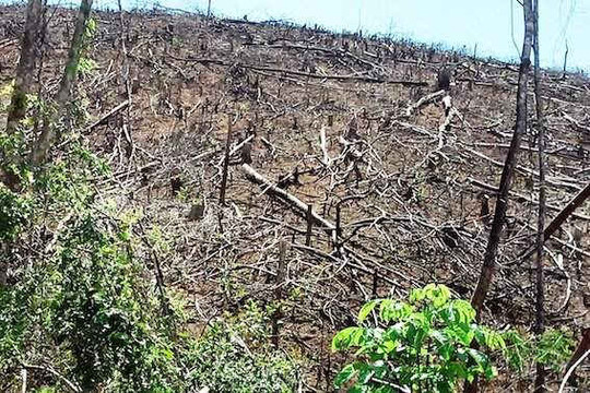 Vụ phá rừng ở tiểu khu 108, xã Đắk Mang (huyện Hoài Ân, Bình Định): Tiến hành giám định thiệt hại để khởi tố vụ án