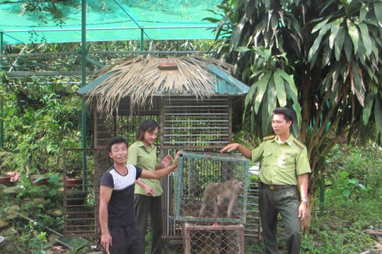 Sa Pa: Người dân hiến tặng  2 cá thể khỉ vàng quý hiếm cho Vườn quốc gia Hoàng Liên