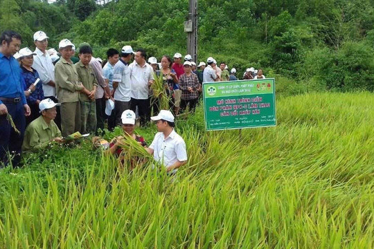 Công ty Supe Phốt phát và Hóa chất Lâm Thao: Đại gia phân bón chi 40 tỷ đồng tập huấn cho nông dân
