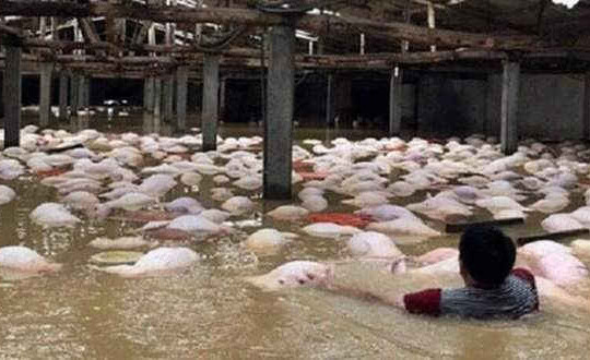 Thanh Hóa: Tập trung xử lý triệt để 6.000 con lợn chết sau khi nước lũ rút