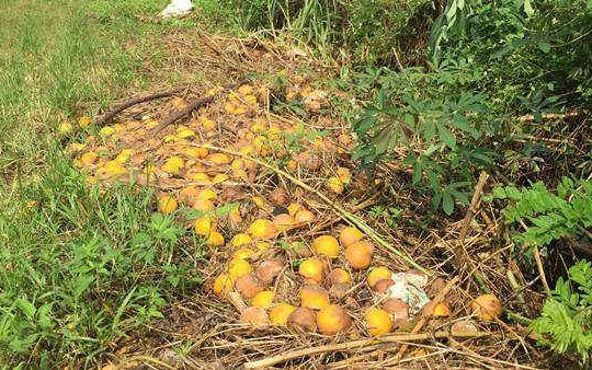 Nghệ An: Người trồng cam "khóc" vì cam rụng sau mưa lũ