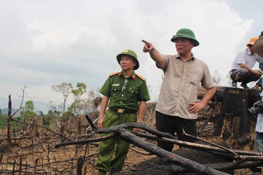 Quảng Nam: Thành lập Ban Chỉ đạo phát triển Lâm nghiệp bền vững