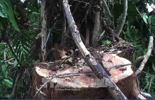 Bắt thêm 6 đối tượng trong vụ trộm gỗ cây thuỷ tùng 500 tuổi