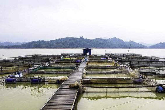 Hồ Núi Cốc (Thái Nguyên): Ô nhiễm bủa vây