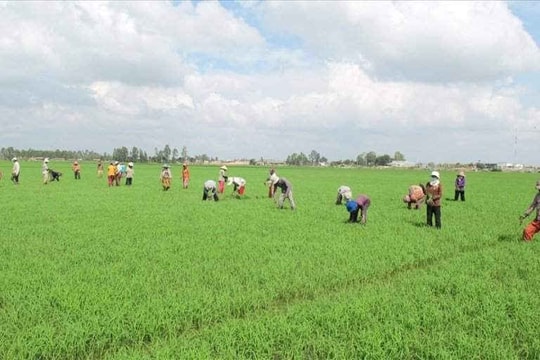 Đồng bằng sông Cửu Long: Tích tụ ruộng đất để làm ăn lớn