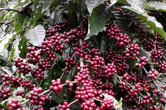 Bắt 6 đối tượng hái trộm 500 cây cà phê