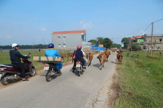 Thừa Thiên Huế: Trâu, bò thả rông - mối nguy tai nạn giao thông